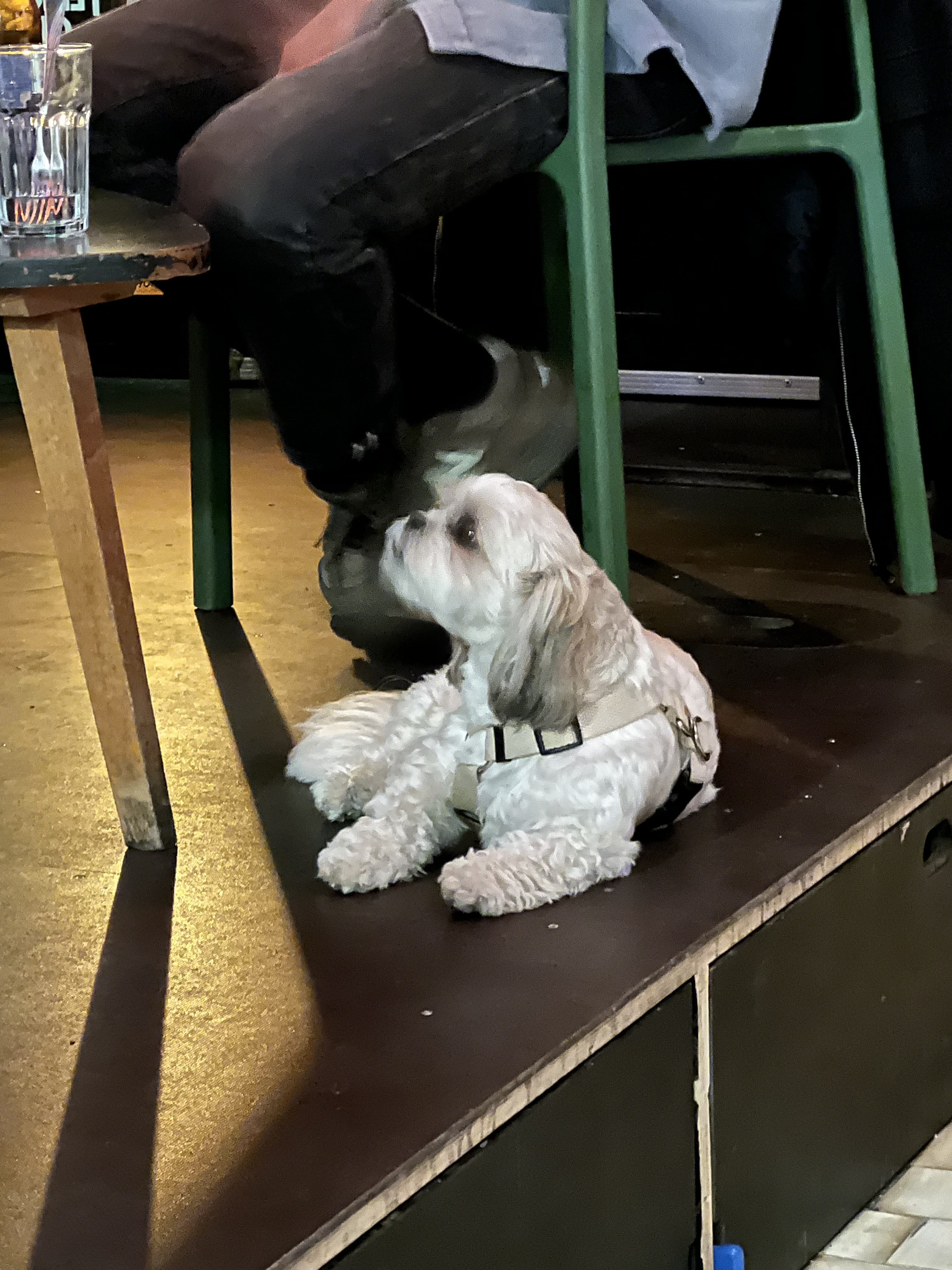 A small scruffy dog in a harness, looking up with total patience.