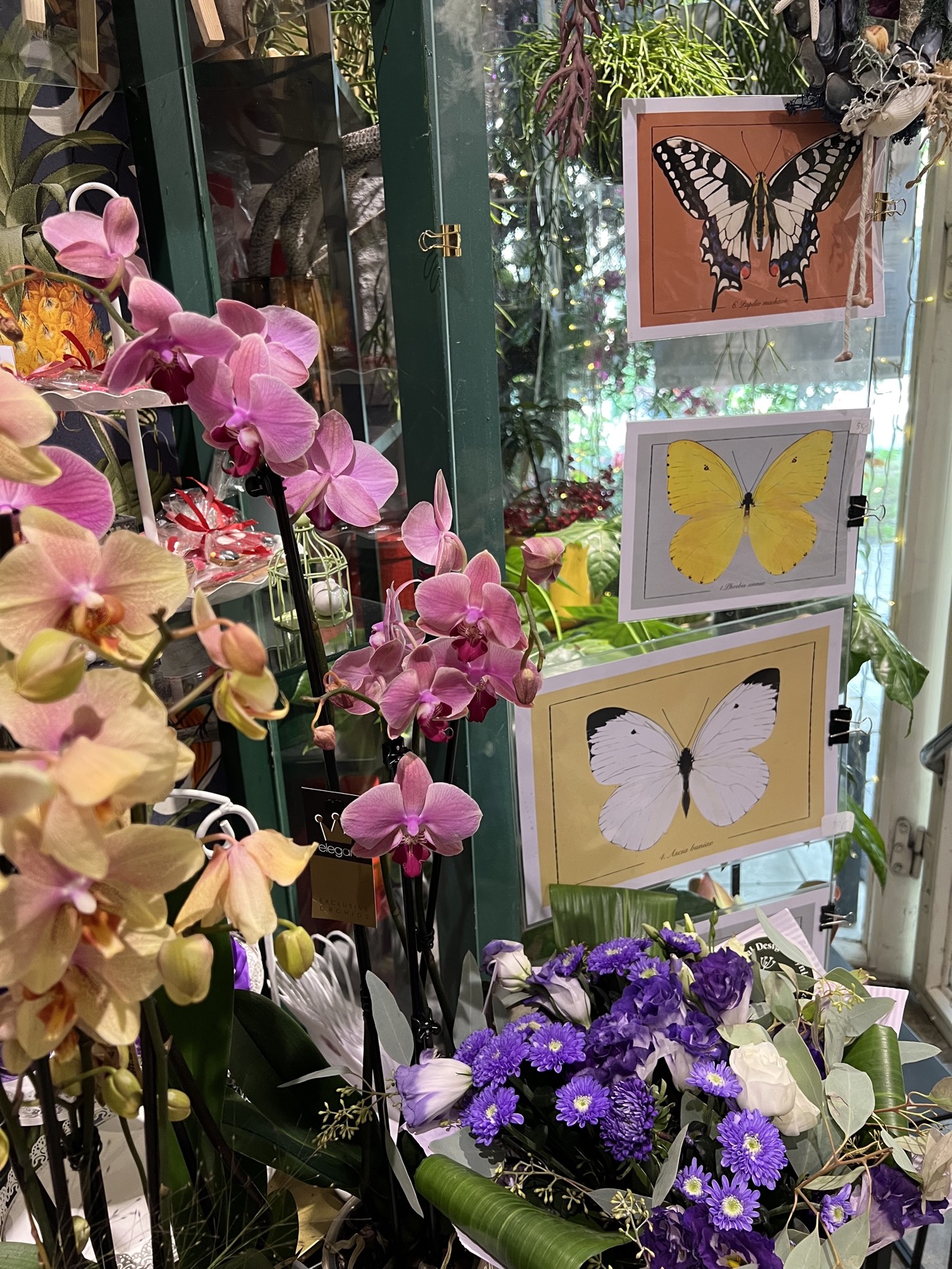 The flower shop from the street — orchids in every color, butterfly prints taped to the glass